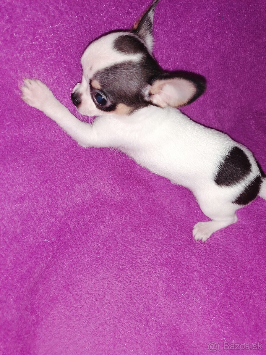 Čivava krátkosrstá