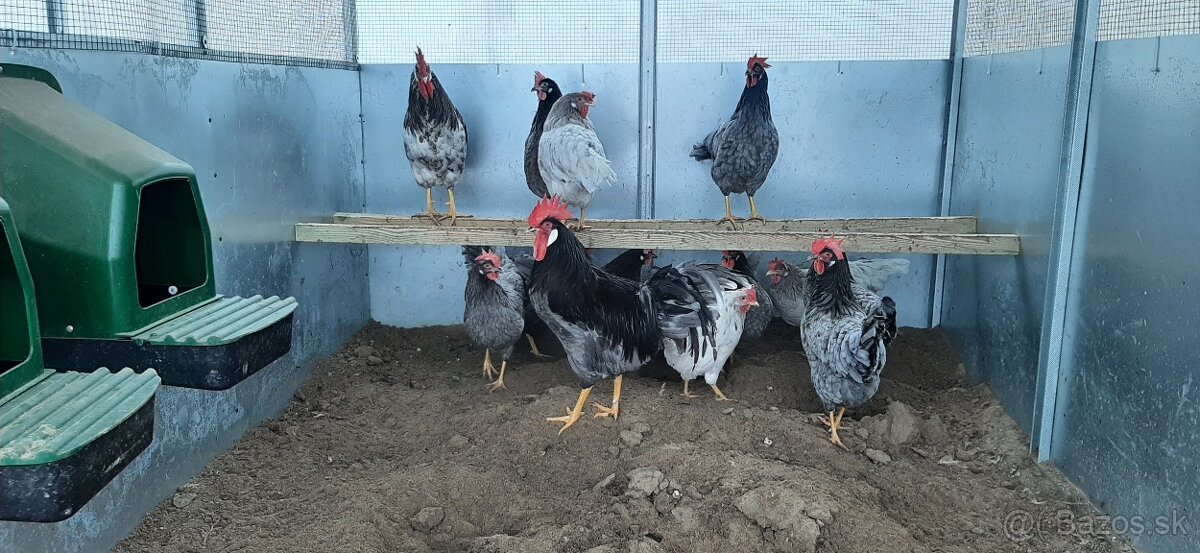 Vlaška Modrá nasadove vajcia