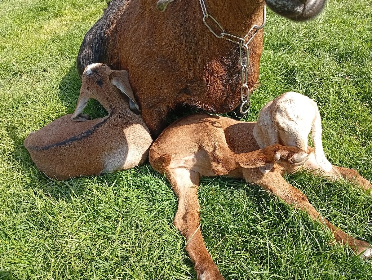 Kozička anglonubijská