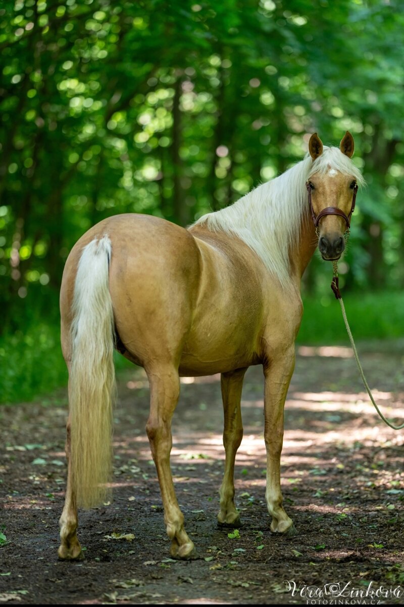 Jedinečná španielska kobyla