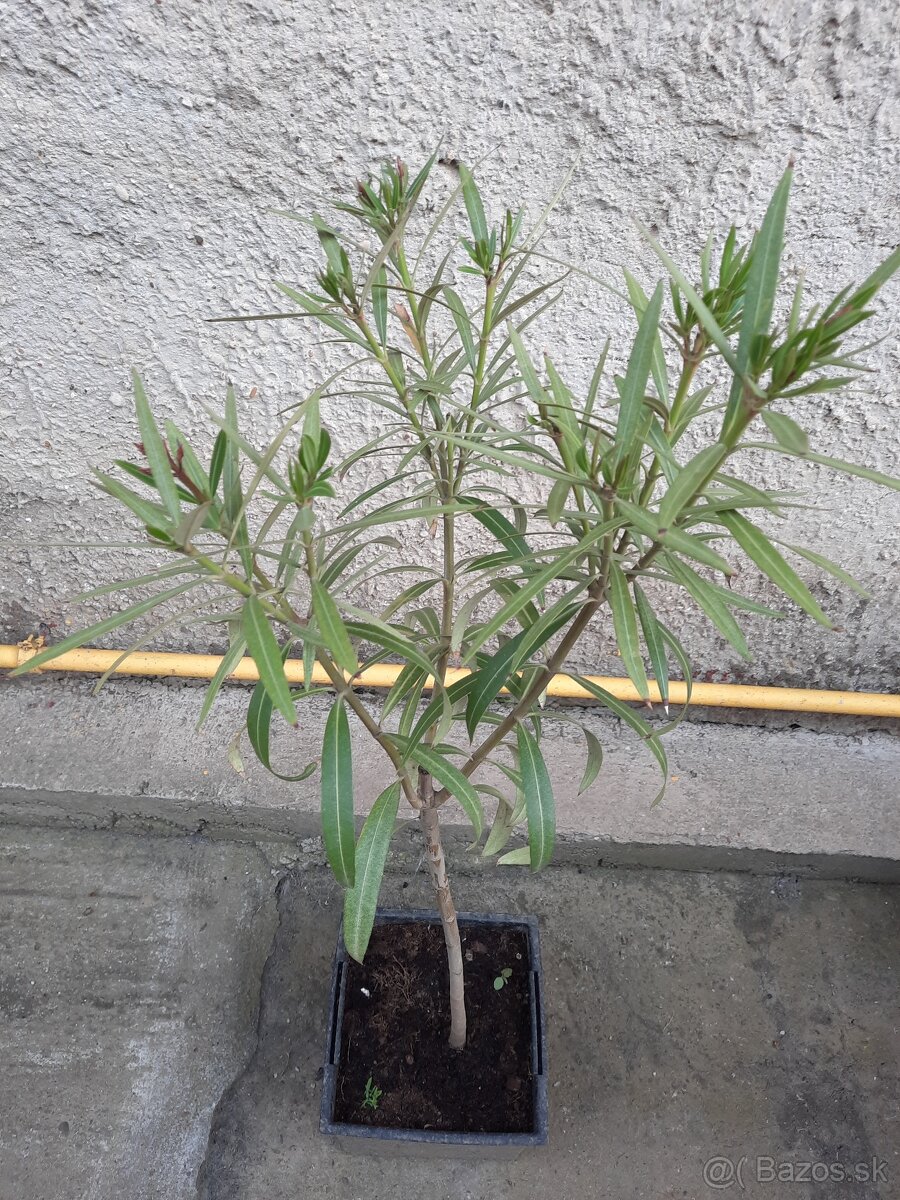 Oleander