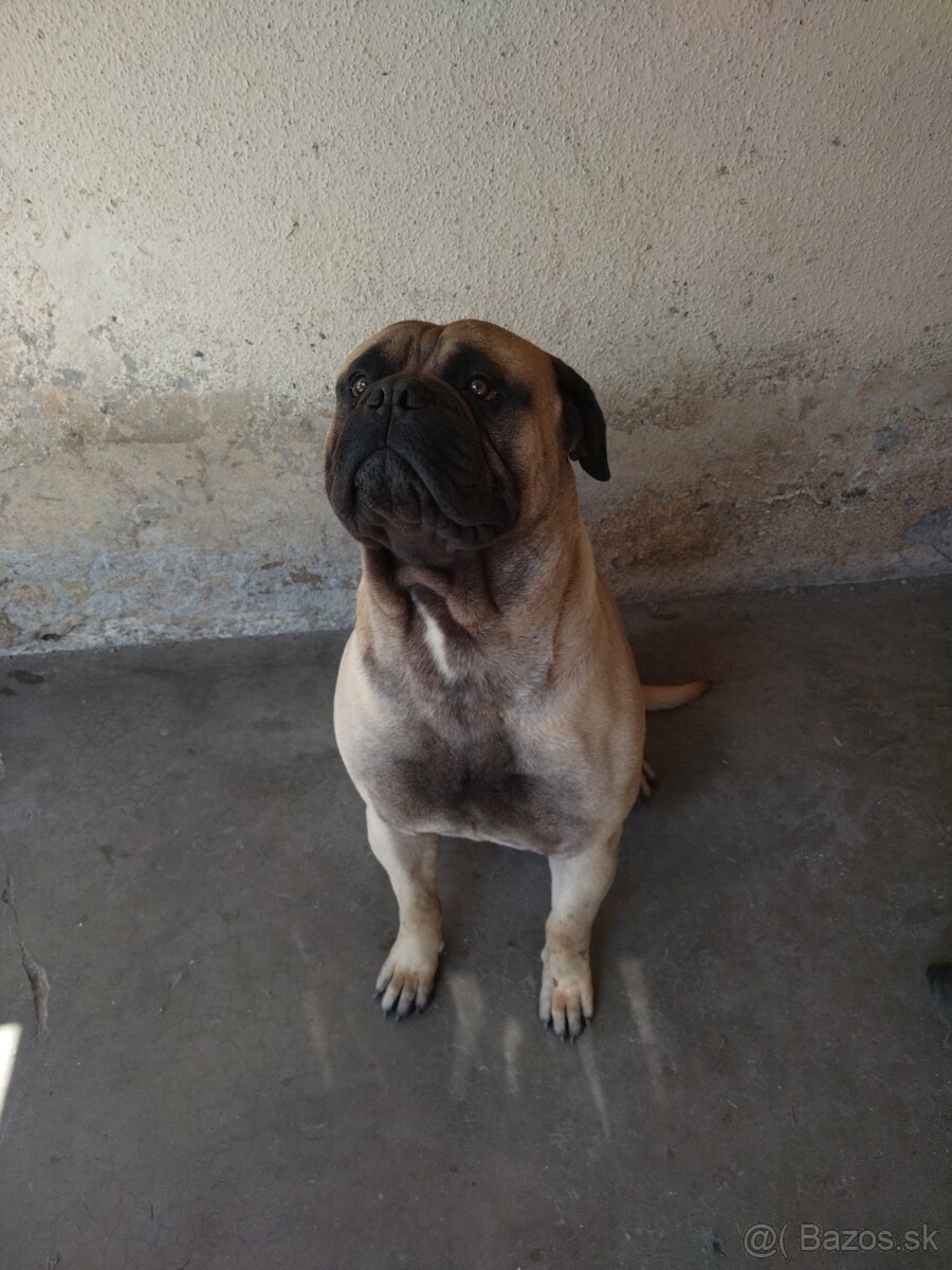 Bullmastiff