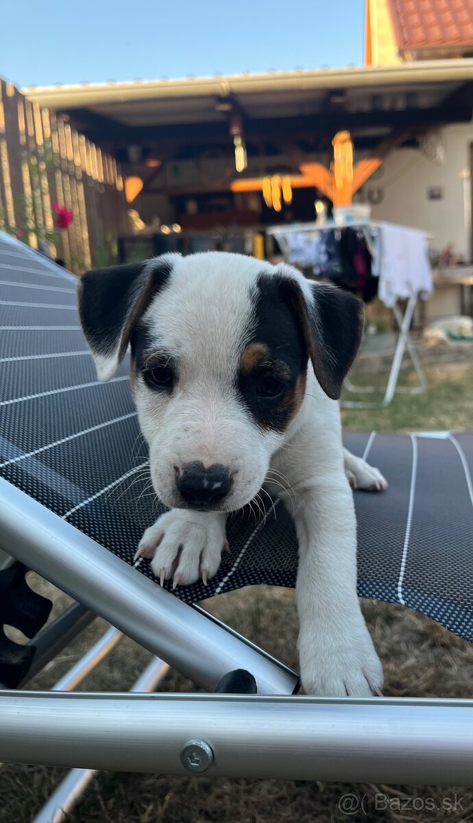 Jack Russell Terier Tricolor