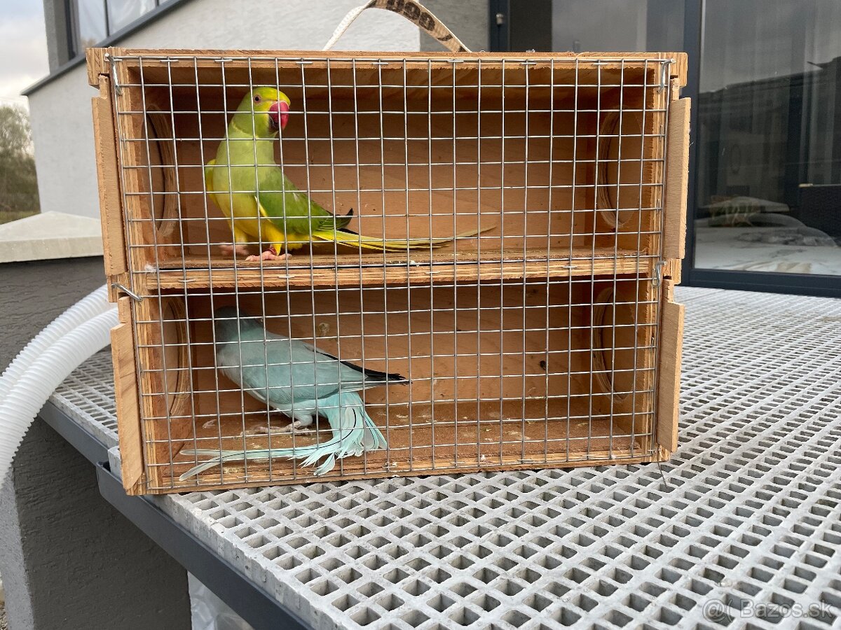 Alexander hch / opalin