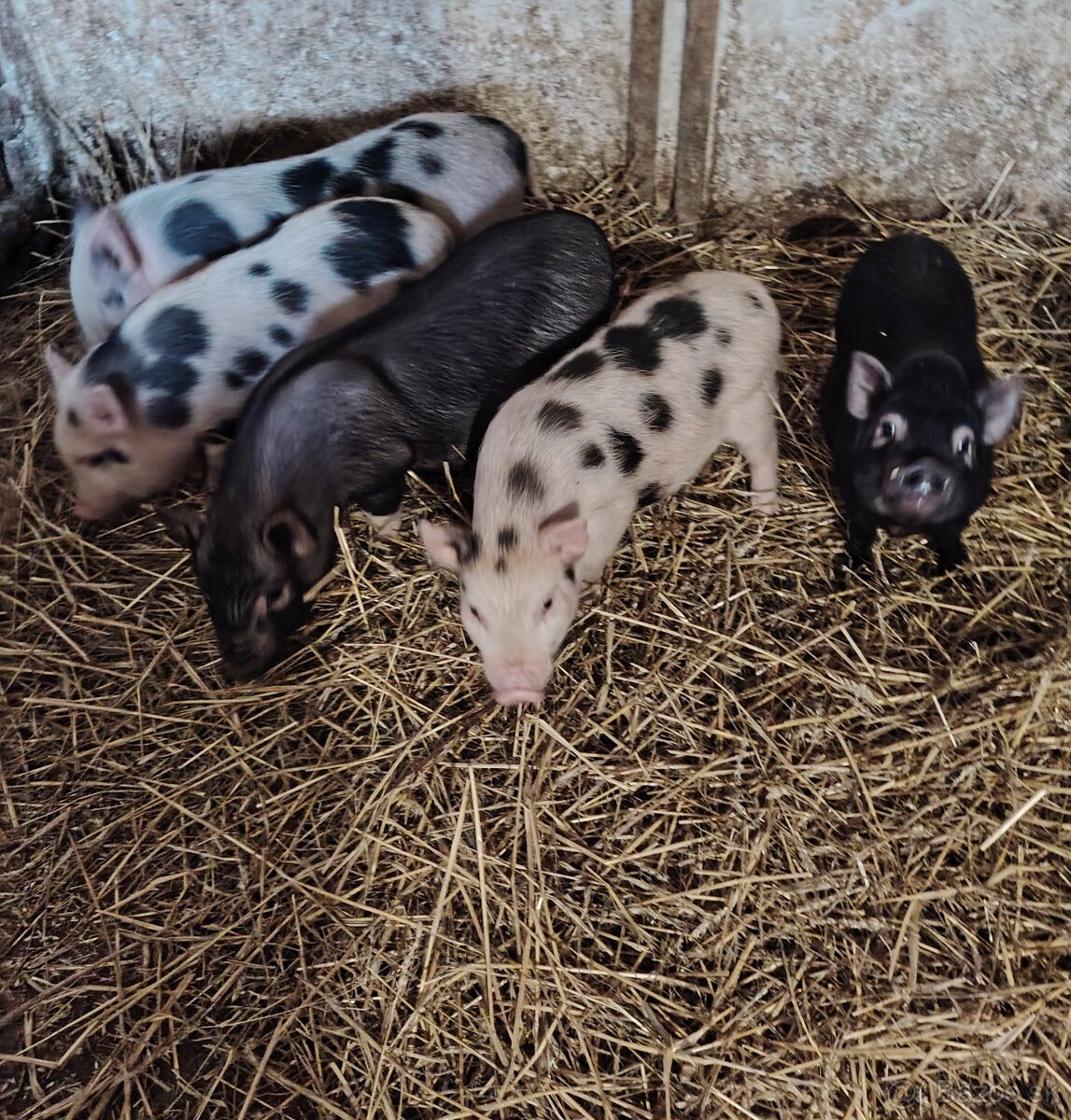 Vietnamské prasiatka  prasatá