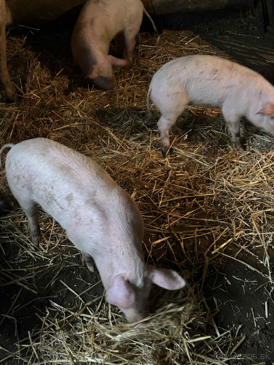 Predám odstavčatá