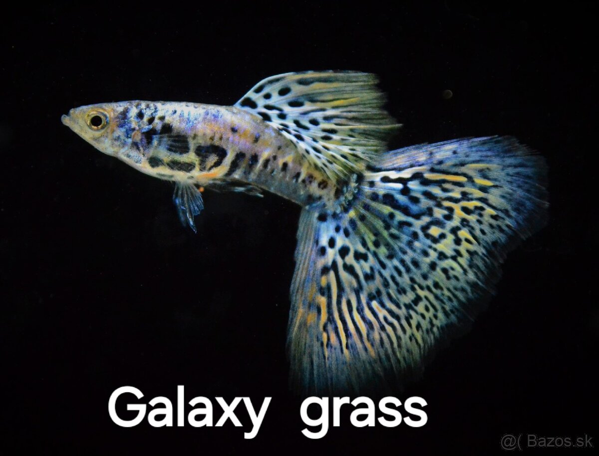 Gupky- Galaxy grass