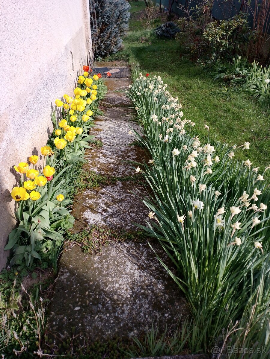Tulipany, narcisi, kosatec ine kvety za cokoladu