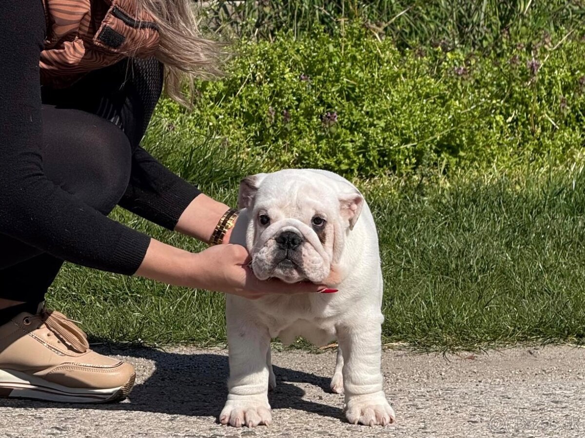 Anglicky Bulldog,English Bulldog,buldog, buldok