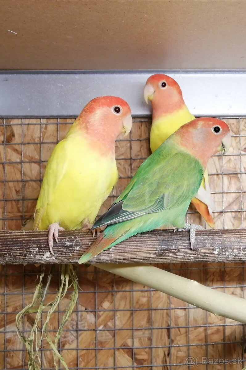 Agapornis ružovohrdlý
