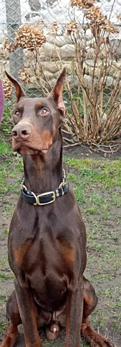 Doberman