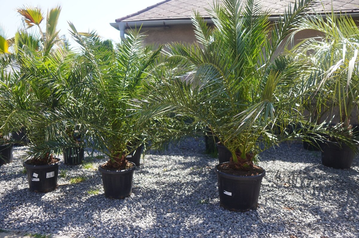 Phoenix Canariensis 25lt