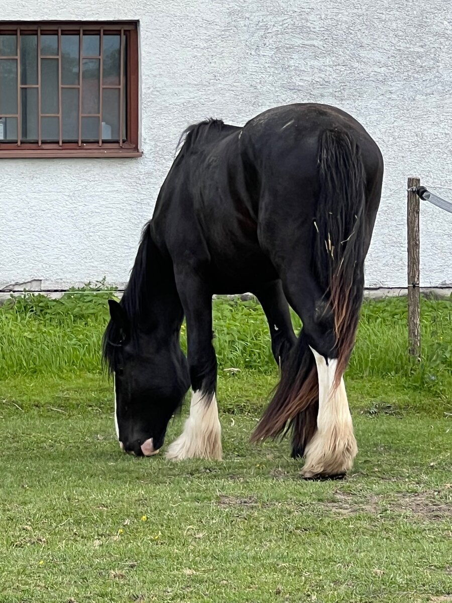 SHIRE HORSE žrebec