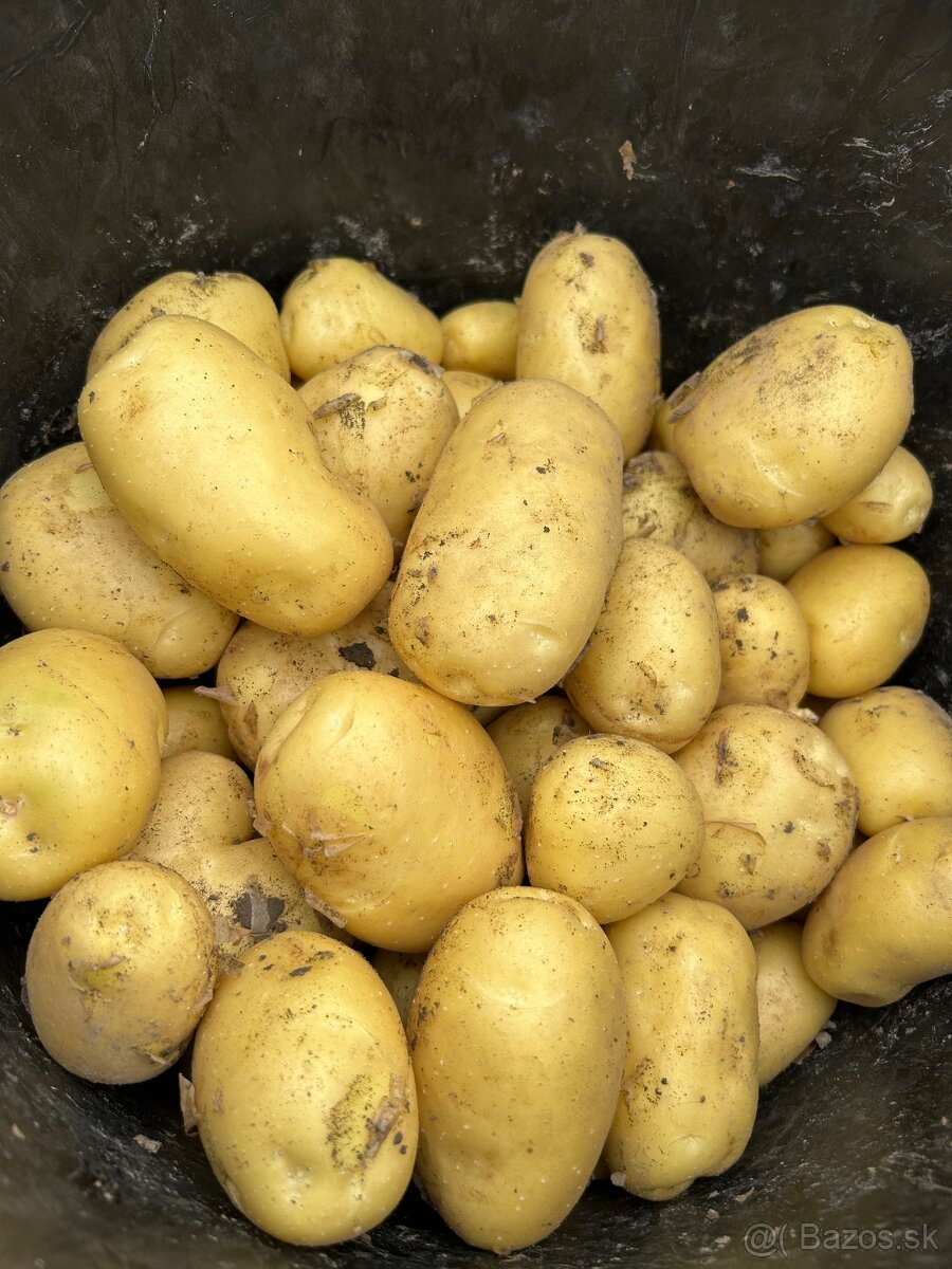 Nové zemiaky