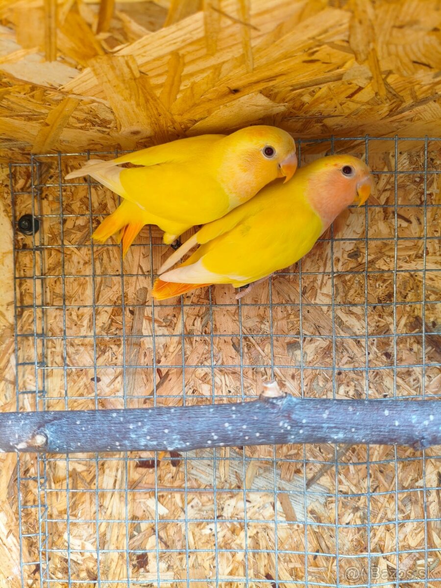 Agapornis ružovohrdlý