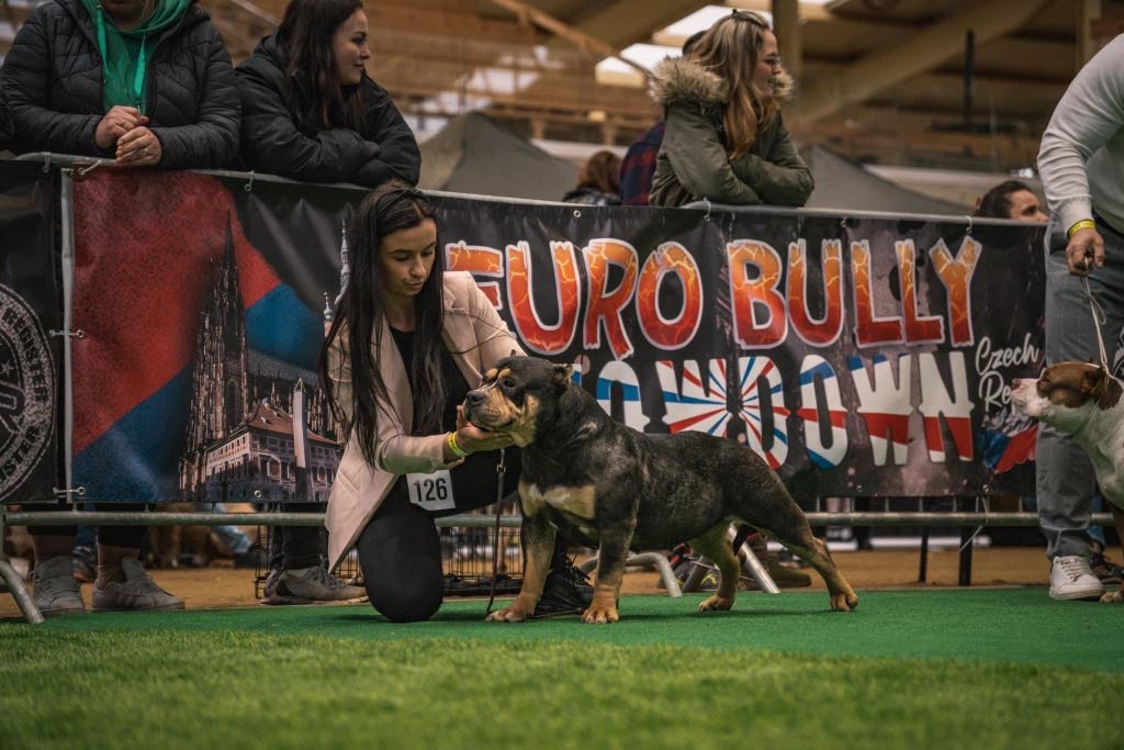 American bully standard