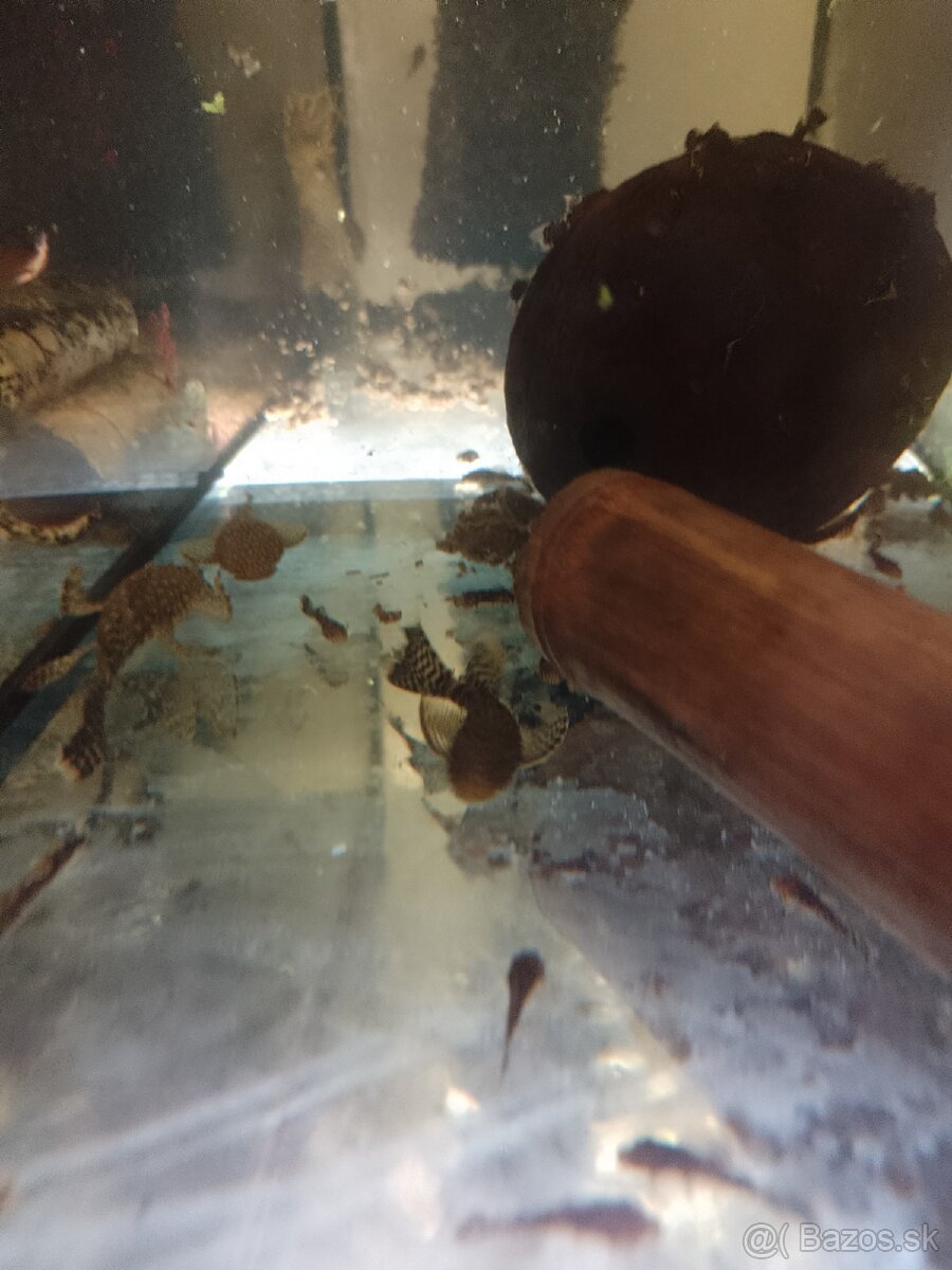 Ancistrus long fin, prisavník závojnatý.