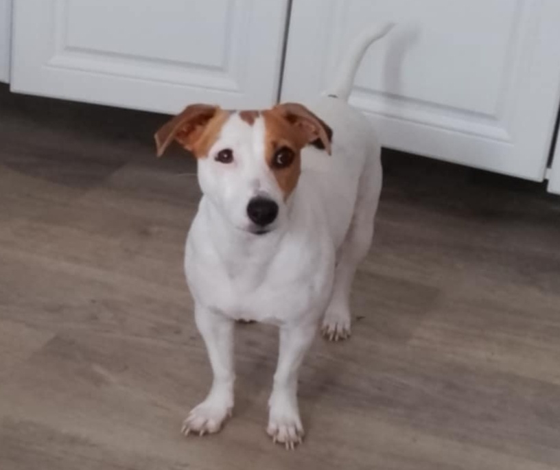 Jack Russell