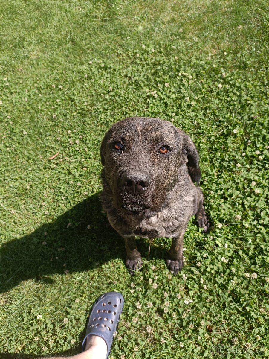Fenka cane corso x stredoázijský ovčiak