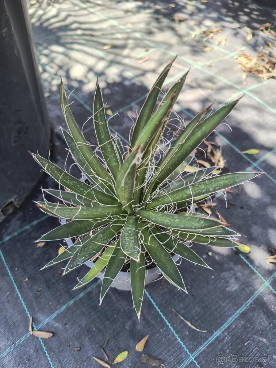 Agave schidiger