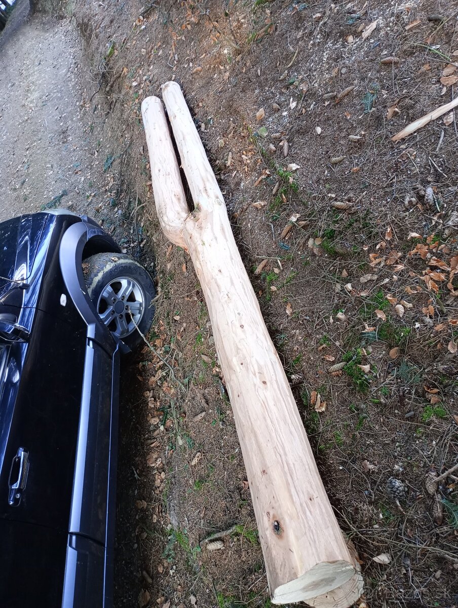 Predám samorast jedľa 3 metrový