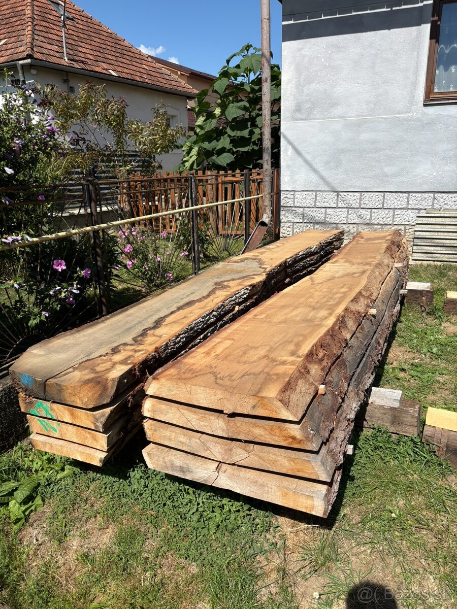 Dubové nadrozmerné kmene