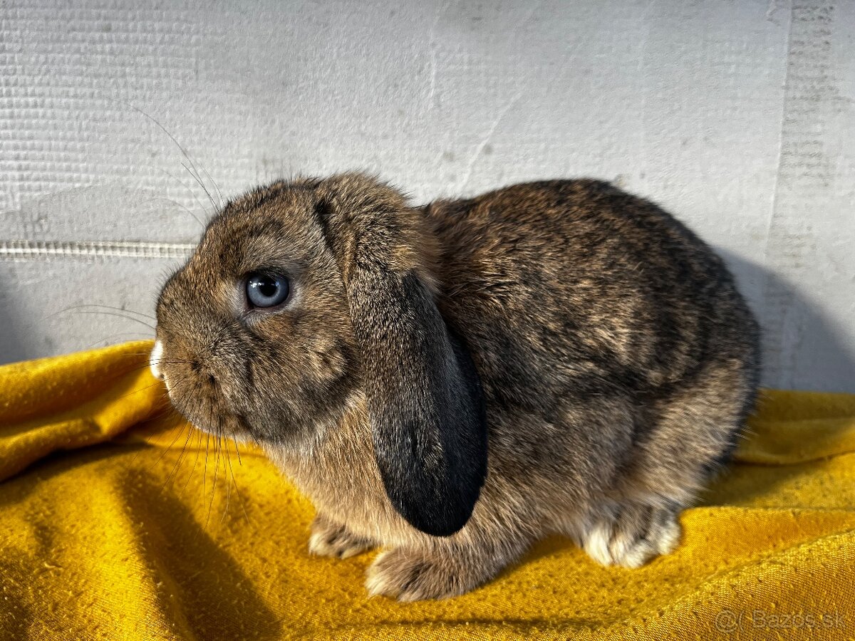 Predám zakrslých barančekov