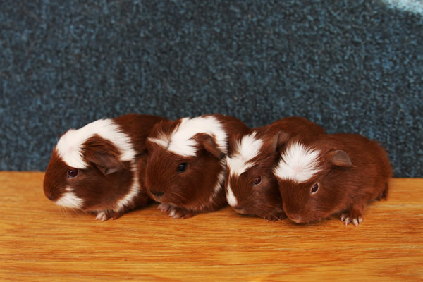 Morča, morčiatka - crested s rodokmeňom z CHS