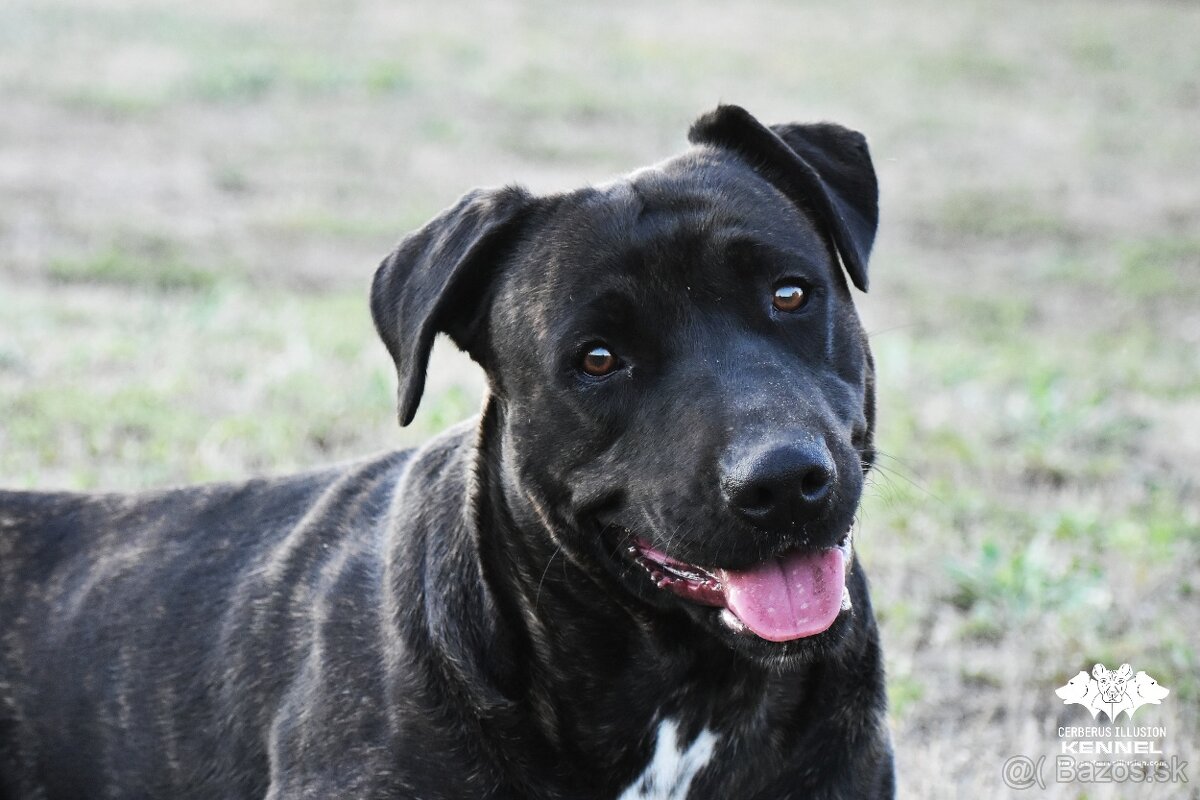 Cimarron Uruguayo s PP – rezervácia šteniatok