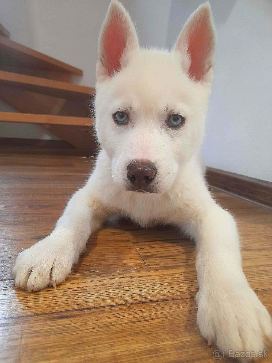 Husky
