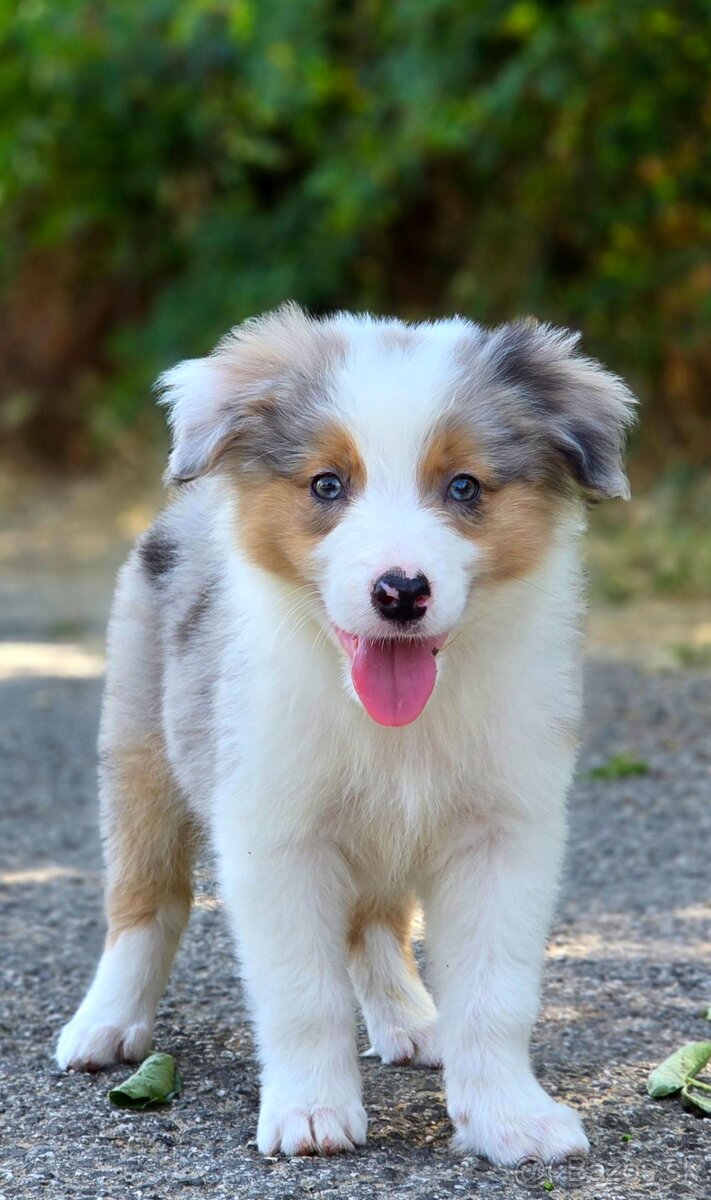 Austrálsky ovčiak × Border collie, borderka, border kólia
