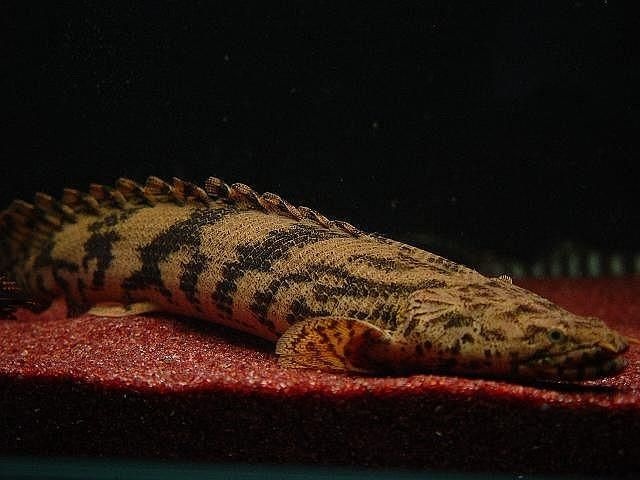 Bichir endlicheri