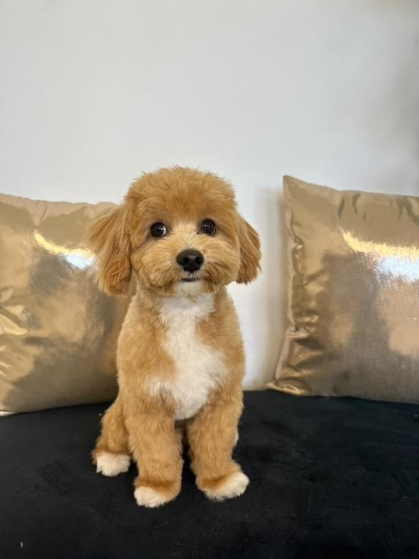 Maltipoo na krytie