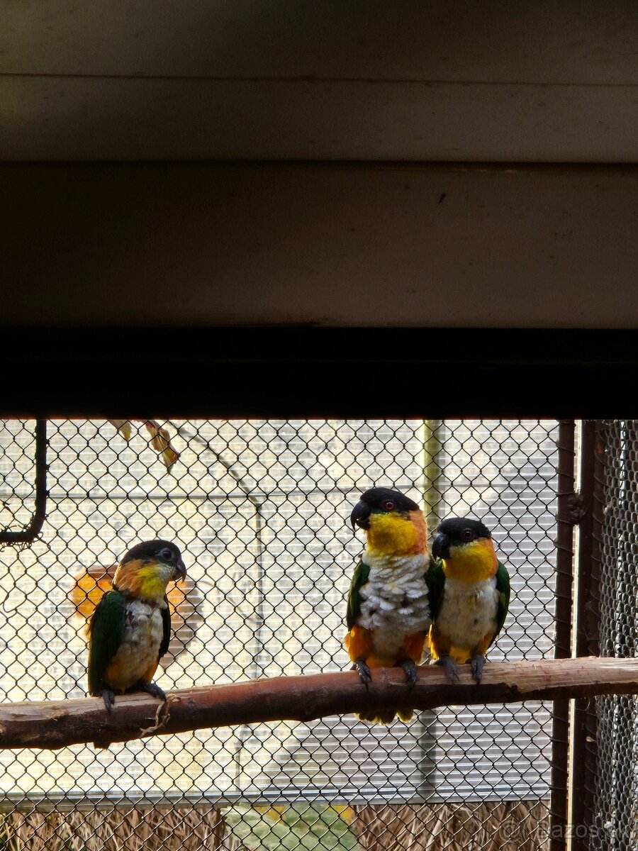 Amazonik čiernotemenny