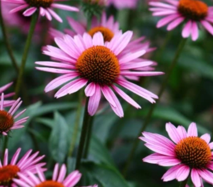 Echinacea