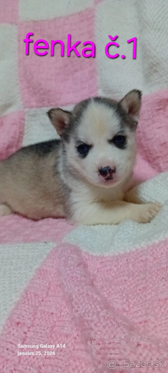 Sibirsky husky steniatka