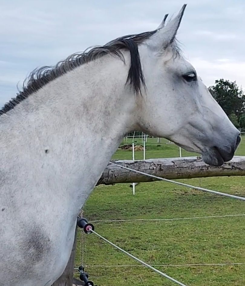 Lusitano kobyla