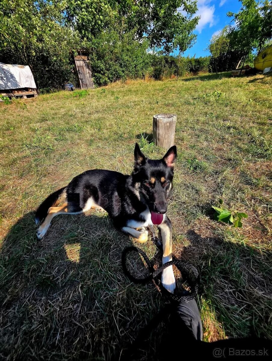 Darujeme fenku do dobrých rúk 🐾