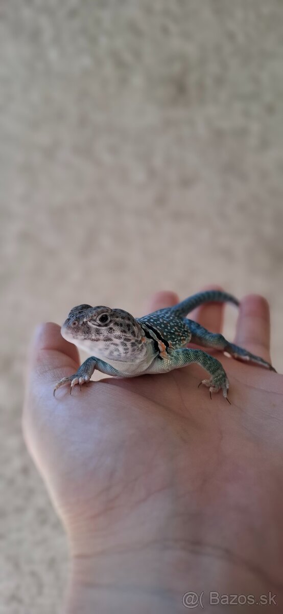 Crotaphytus collaris collaris
