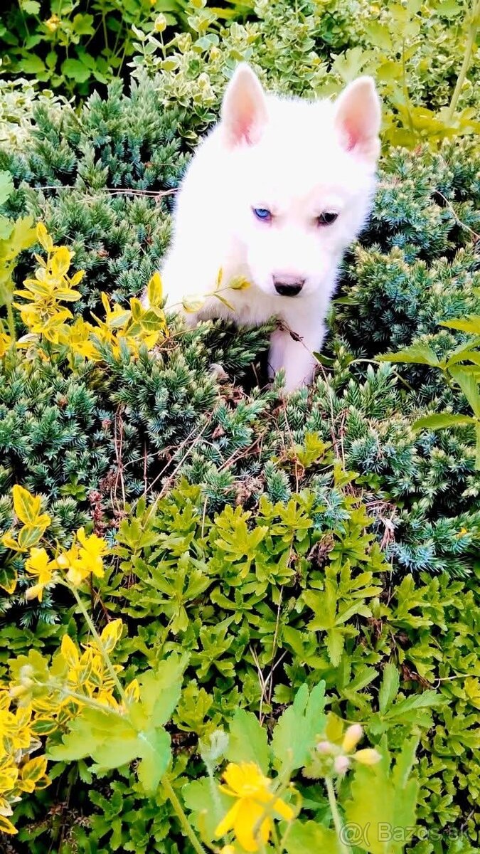 Sibirsky husky