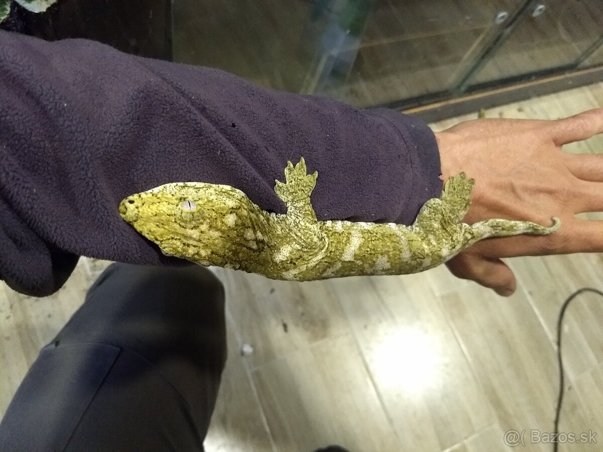Rhacodactylus leachianus koghis