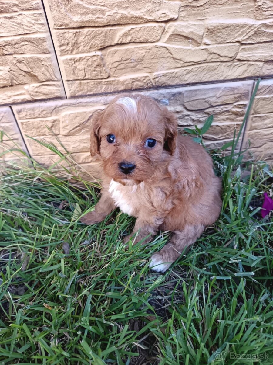 Cavapo,cavapoo,kavapo