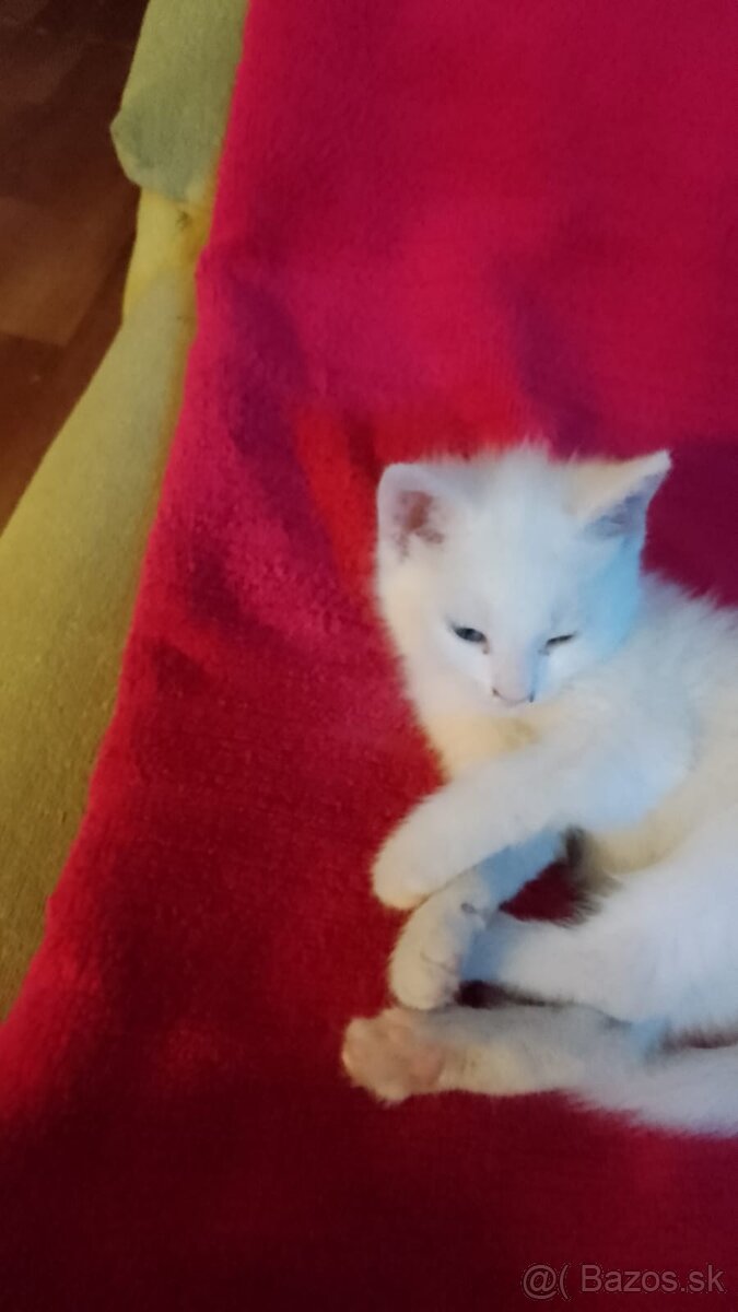 Darujem čisto biele mačiatko