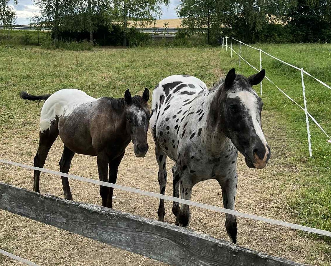 Appaloosa žrebček a valach
