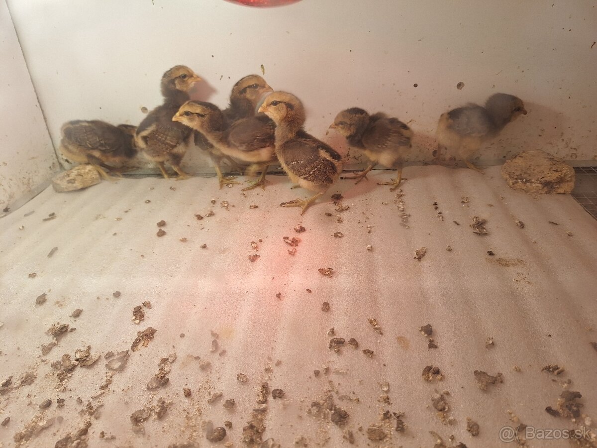 Araucana