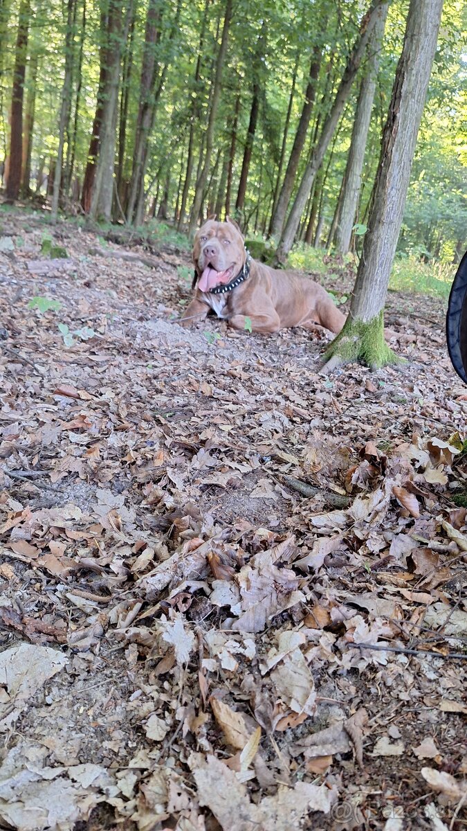 Americký bandog
