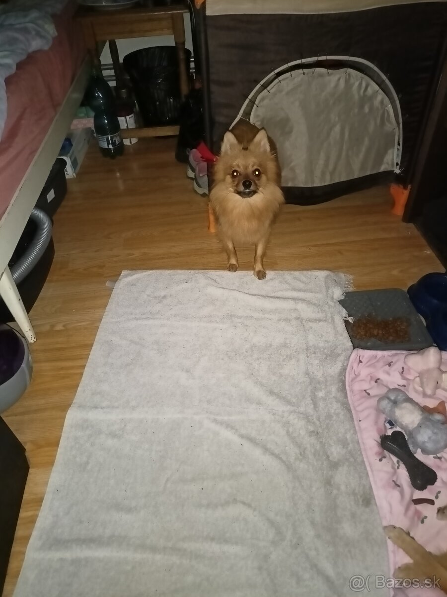 Mám na krytie psa nemecký špic pomerian