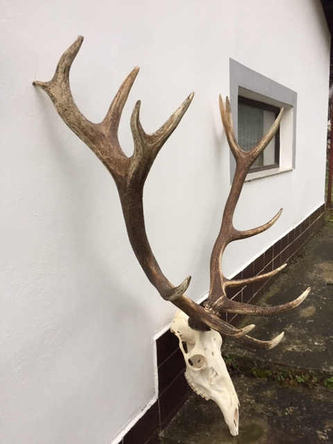 Trojej jeleňa, zhody, parohy