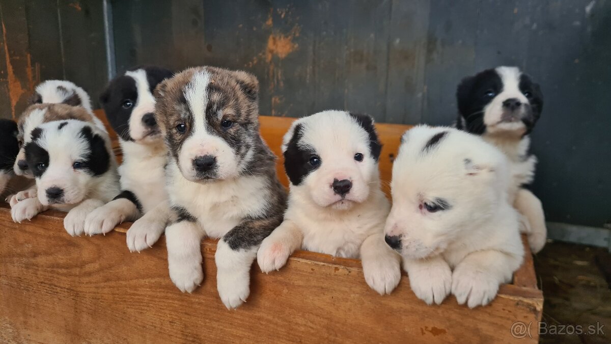 Stredoazijsky ovčiak