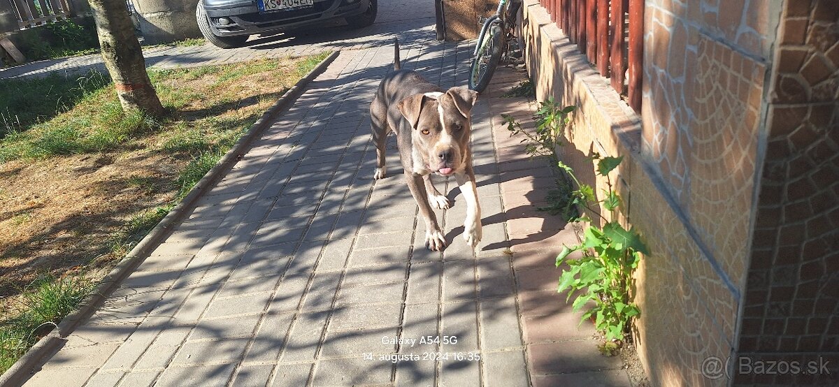 Staford